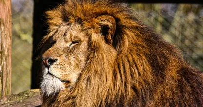 Leeuwen weg uit Artis, maar toch niet naar Zuid-Frankrijk
