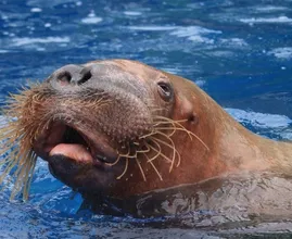 Doden 'zwervende' walrus Freya leidt tot geschokte reacties