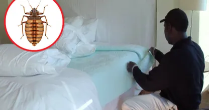 Dit zijn de 6 favoriete verstopplekken van bedwantsen