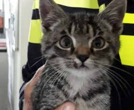Kitten bij Emmeloord uit auto gegooid en overreden: 'Hij maakt het nu goed'