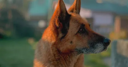 Hartverscheurend: hond wordt levend begraven, maar weet zichzelf uit het graf te graven
