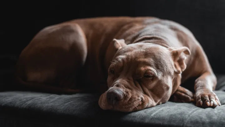 Esta pitbull se recusou a deixar o abrigo sem seu amigo chihuahua