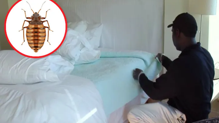 The 6 favorite hiding places of bed bugs