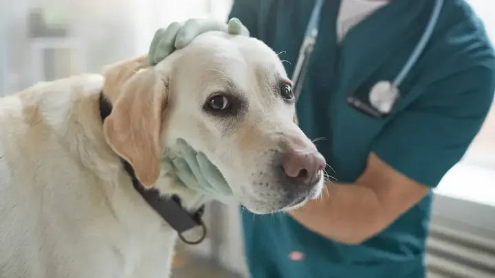 犬を飼っているなら、これは気になるかもしれない