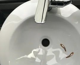 So sorgst du dafür dass Silberfische in Zukunft nicht mehr zu dir ins Haus kommen