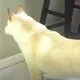 Homem instala câmera após cachorro olhar para um ponto na parede por dias