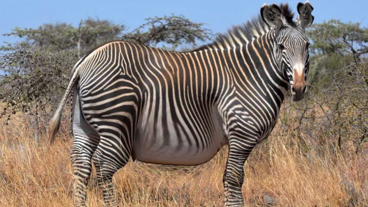 Vieron este cebra en la naturaleza: el veterinario se sorprende cuando se da cuenta de por qué es tan grande