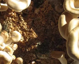 Wie du endlos viele essbare Pilze (Oyster oder Shiitake) selbst in Kaffeesatz anpflanzt