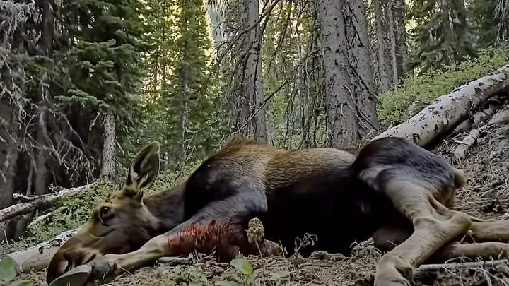 Homem segue um alce ferido na floresta - o que ele descobre em seguida vira sua vida de cabeça para baixo!