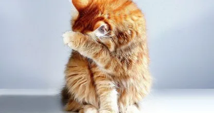 Modderige pootjes of een vacht vol vlooien? Zo geef je je kat een bad