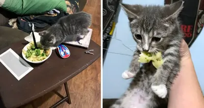 Caught in the Act: Pets' Hilarious Attempts to Swipe Human Food!