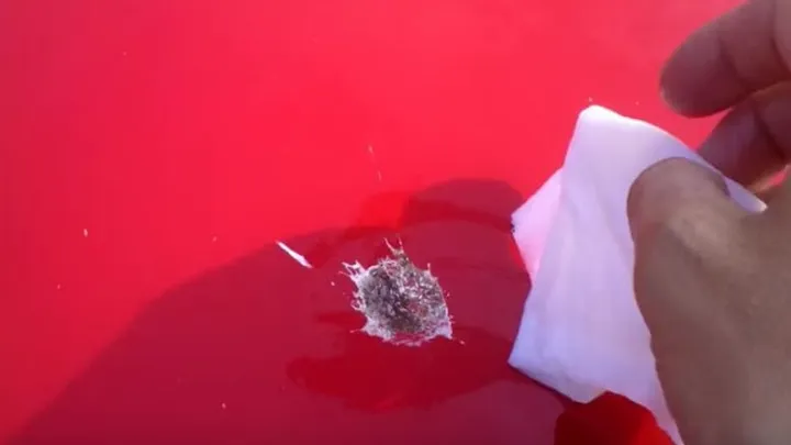 この裏技を使えば鳥のフンを車に傷つける事無く取り除く事ができます