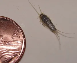 How to get rid of silverfish? With these simple tricks you’ll keep them away for once and for all!