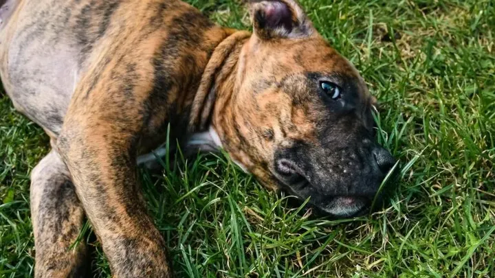 15 raças de cães que não podem ser mantidas como animais de estimação