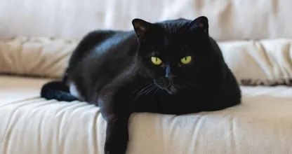 Dierenartsen waarschuwen voor dodelijke kattenziekte