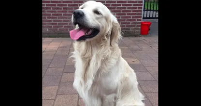Wie helpt deze lieve Golden Retriever aan een fijn huisje? Delen svp!