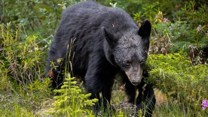 Woman Follows Bear into the Forest After It Unexpectedly Approaches Her at Bus Stop