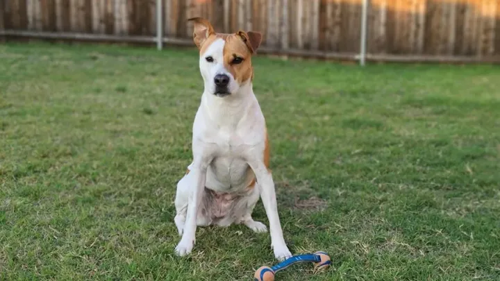 15 raças de cães que não podem ser mantidas como animais de estimação