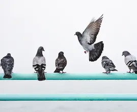 Entérate: así es como liberas tu hogar de las palomas