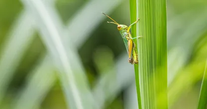 Voici pourquoi vous devriez ajouter des insectes à votre régime alimentaire
