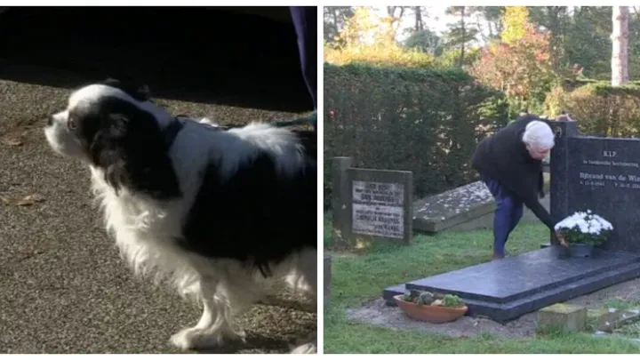 "De handhavers waren onmenselijk!" deze rouwende weduwe kreeg een hoge boete nadat ze haar hondje meenam naar het graf van haar man....