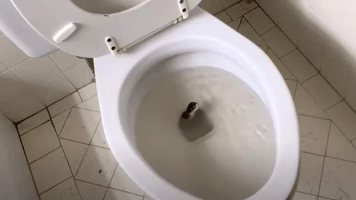 Homem encontra "cobra" em vaso sanitário - Quando o especialista a vê, ele sussurra: "Não é uma cobra...".