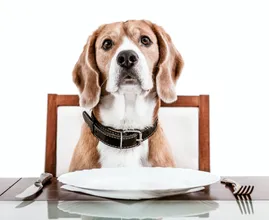 Isst dein Hund auch immer viel zu schnell? Probiere dann diesen Trick einmal aus! Es kann so einfach sein!