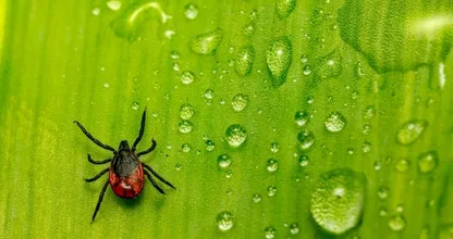 Opletten: teken komen meer voor in eigen tuin dan gedacht