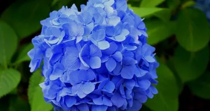 Let op: dieven kunnen mogelijk jouw hortensia's uit je tuin stelen