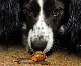 Immer mehr Hunde werden von Schnecken mit dem tödlichen Lungenwurm angesteckt