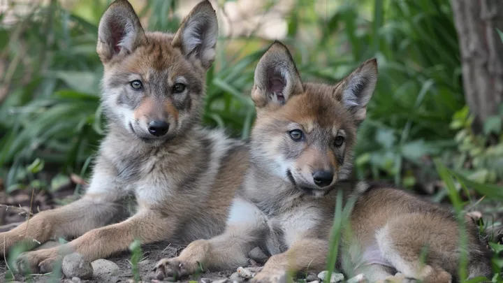 Wolf breekt in op basisschool - leraar in tranen door wat hij in zijn mond draagt
