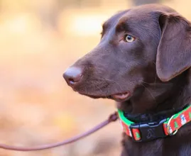Elektronische halsband voor honden vanaf 1 juli 2020 verboden