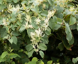 Japanse duizendknoop-plant veroorzaakt steeds meer problemen
