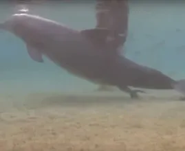 Dieser Delphin verhielt sich sehr auffällig; dann entdeckten Taucher was los war