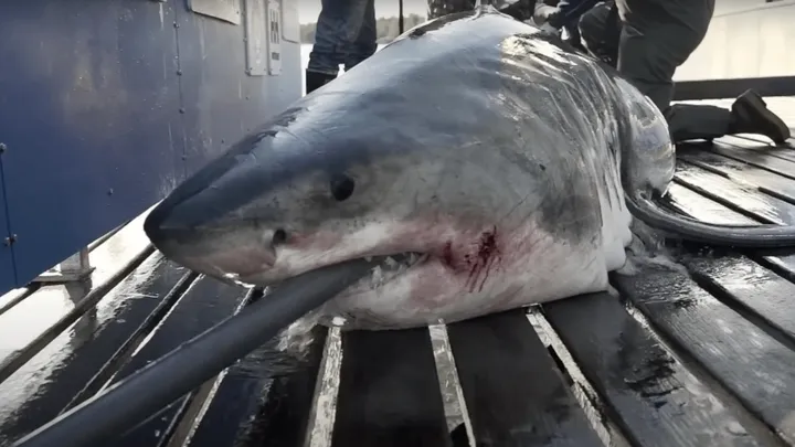 Ces marins ont trouvé un requin géant - Vous ne croirez pas ce qu'ils ont trouvé à l'intérieur !