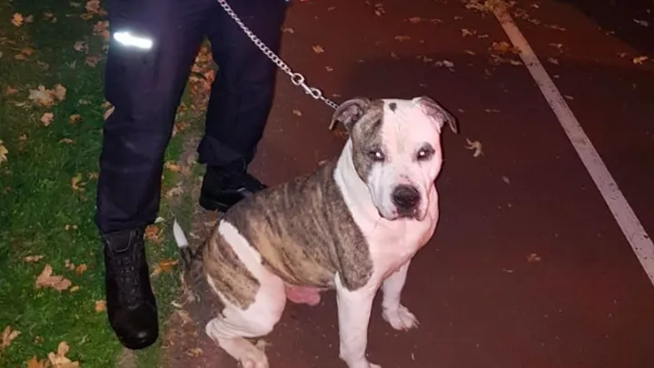 Hond achtergelaten in Rotterdam, de reden is hartverscheurend