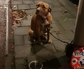 Hartverscheurend: Wanhopige jongen laat hond achter en verdwijnt
