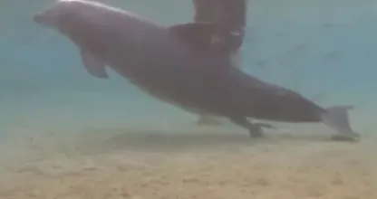 Dieser Delphin verhielt sich sehr auffällig; dann entdeckten Taucher was los war