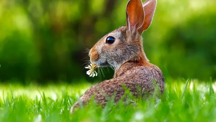 Notre top 14 des astuces géniales pour le jardin qui vous permettront d’économiser beaucoup d’argent et de temps
