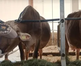 Russian cows wear virtual reality headsets to reduce stress
