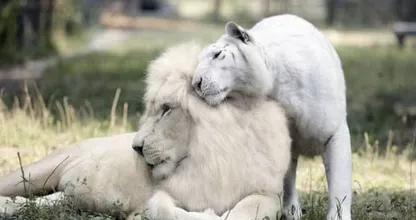 FOTO`S: Witte leeuw en witte tijger krijgen kinderen. Dit zijn echt schatjes!!