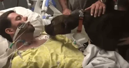 VIDEO: wat ontzettend tragisch.. Deze hond neemt afscheid van zijn stervende baasje in het ziekenhuis..