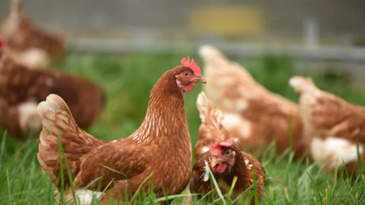 Explicado: ¿las gallinas pueden poner huevos si no hay gallo en tu gallinero?