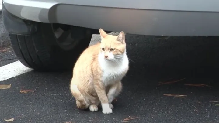 This homeless cat only accepts food from a bag and the reason is touching