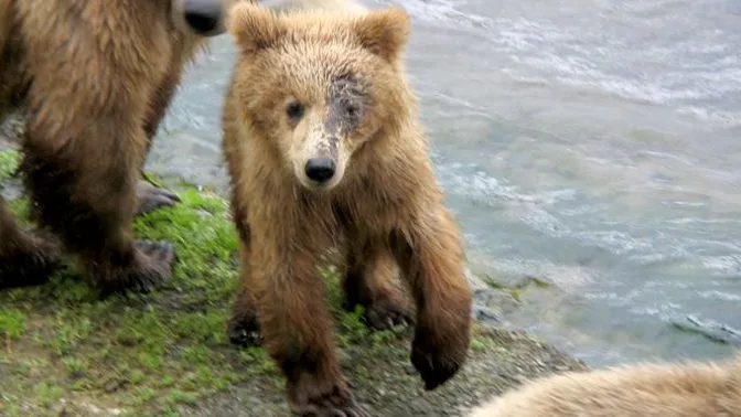 Mamá osa deja cachorros agotados a punto de ahogarse; por suerte estos pescadores estaban cerca