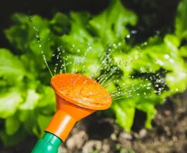Feit of fabel: tuinplanten verbranden als je ze in de volle zon water geeft