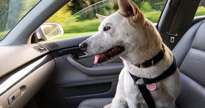 This is why you should never let your dog ride in the passenger seat