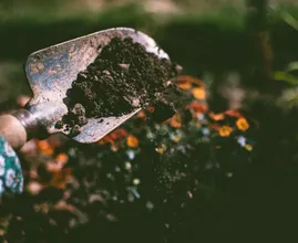 Make your garden hay fever-proof with these plants and flowers