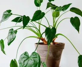 Dit zijn de 3 meest gemaakte fouten bij kamerplanten in huis