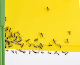 This is why your fruit fly trap keeps filling up but the flies won't disappear